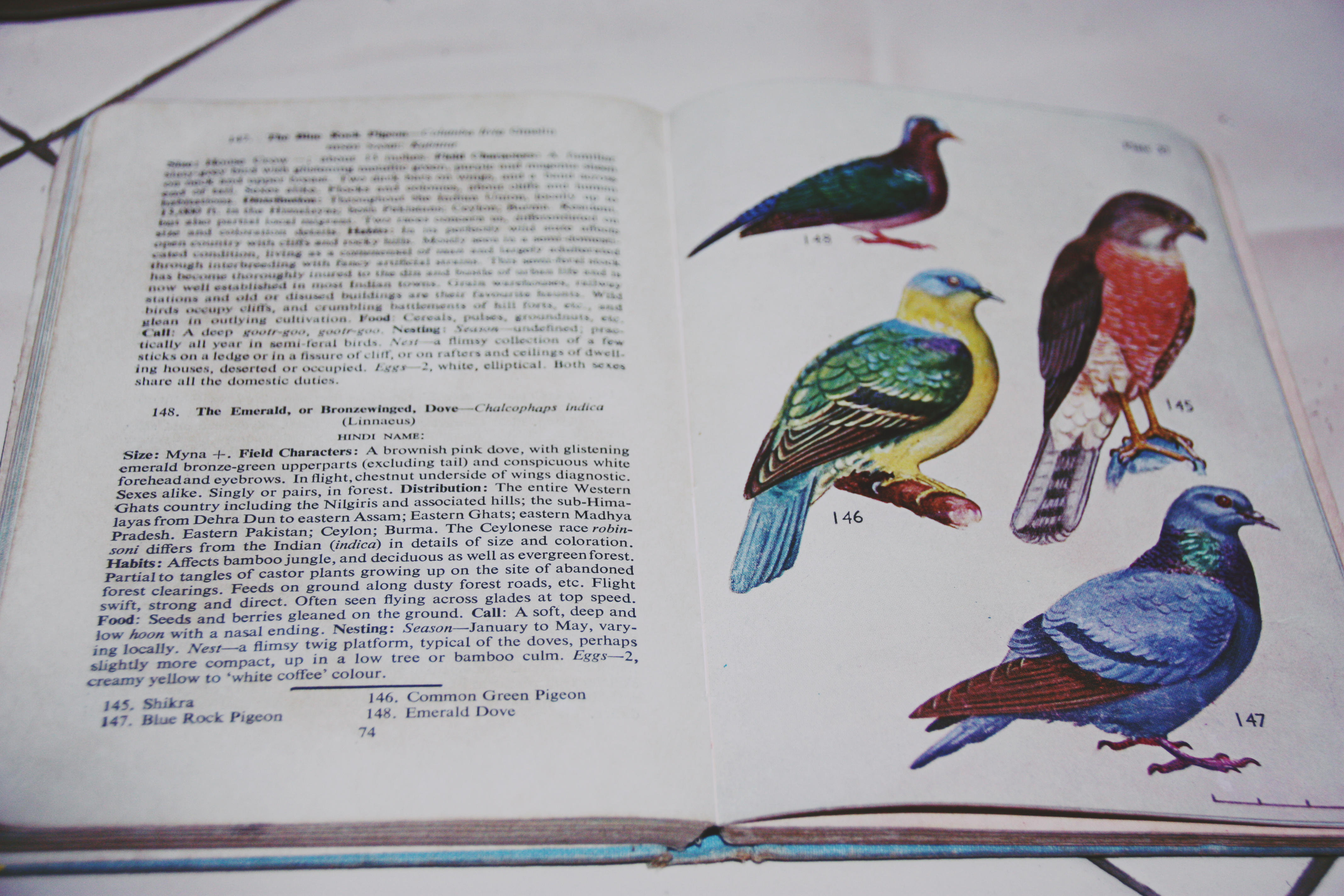 A book written by my grandfather's friend - the birds of India.