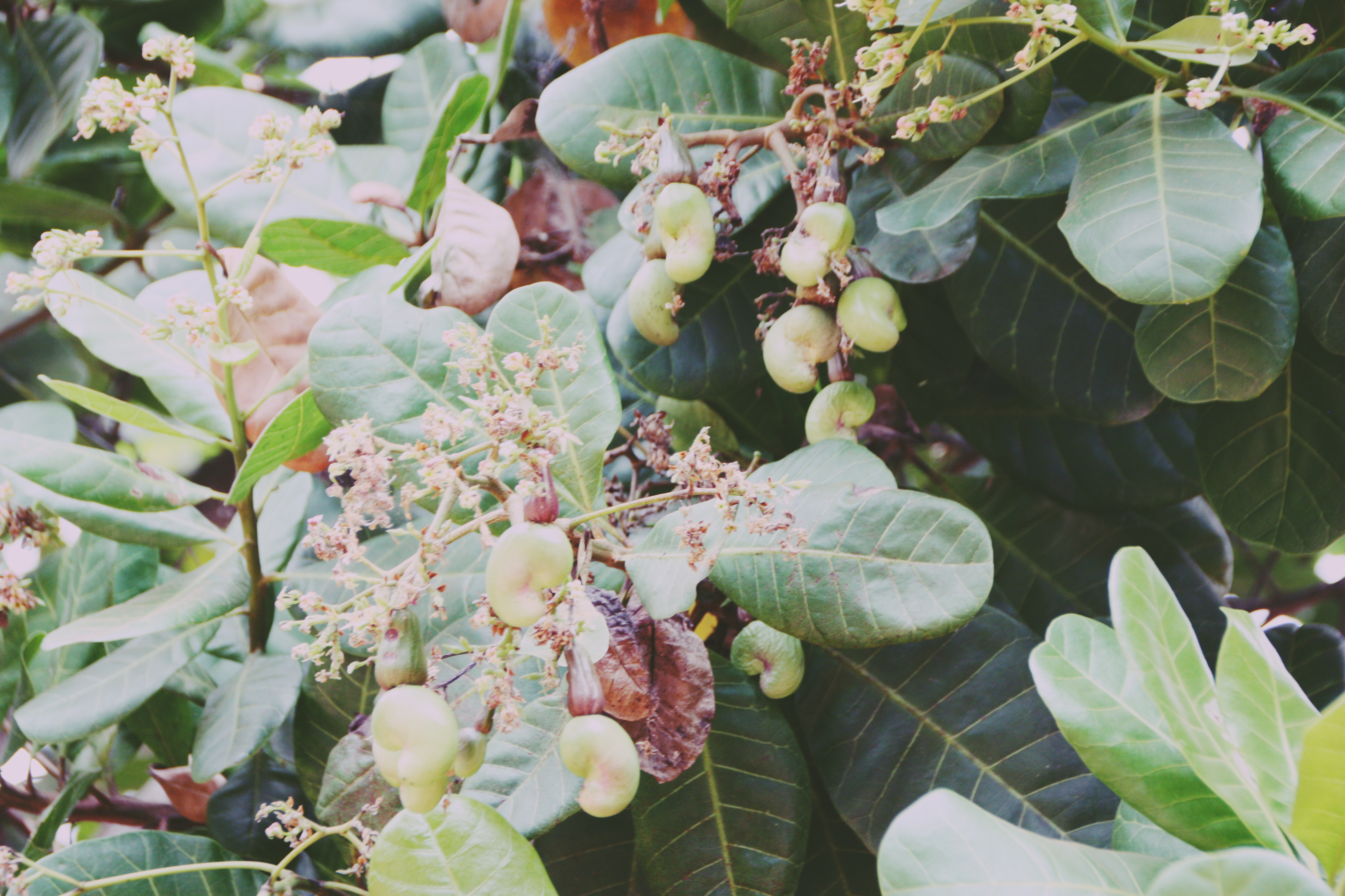 Cashew nuts growing