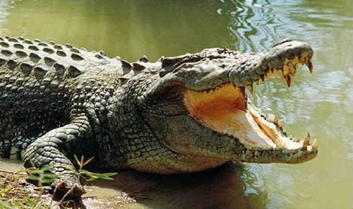 Crocodile  rescued by wild life team from Construction site Mulund