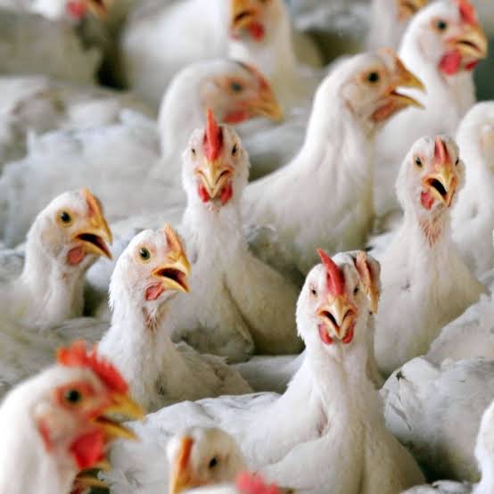 Birdflu reaches Mumbai CM Uddhav Thackray to hold  Emergency Meeting to discuss Birdflu surge in Maharashtra