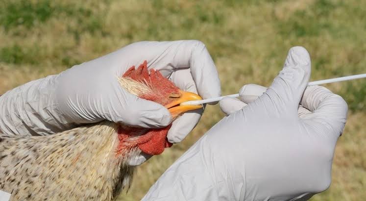 Bird flu hits Mumbai  2 positive cases detected; High alert sounded, BMC issues New Guidlines