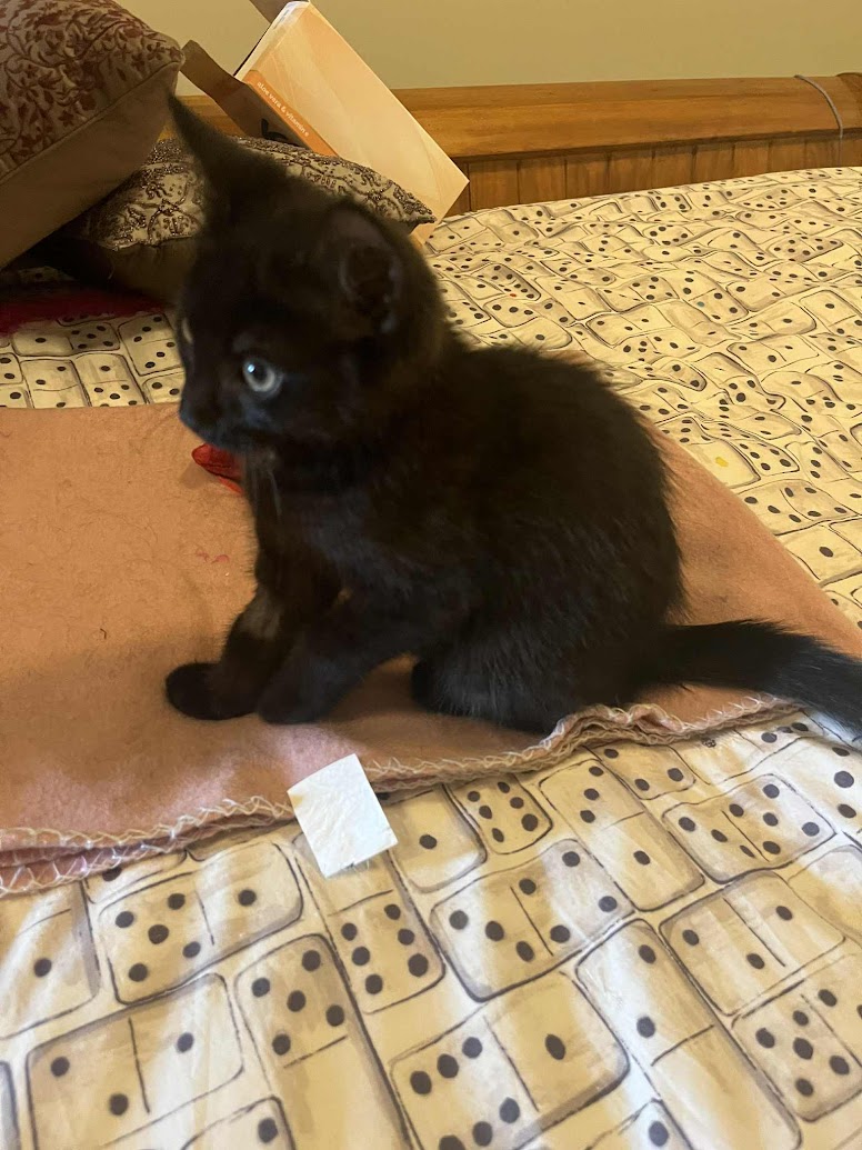 Meet the Newest Member of the Household