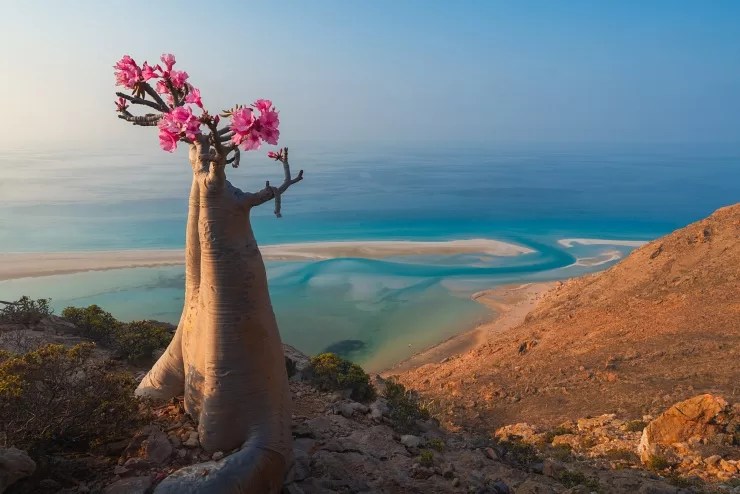 Socotra desert rose tree