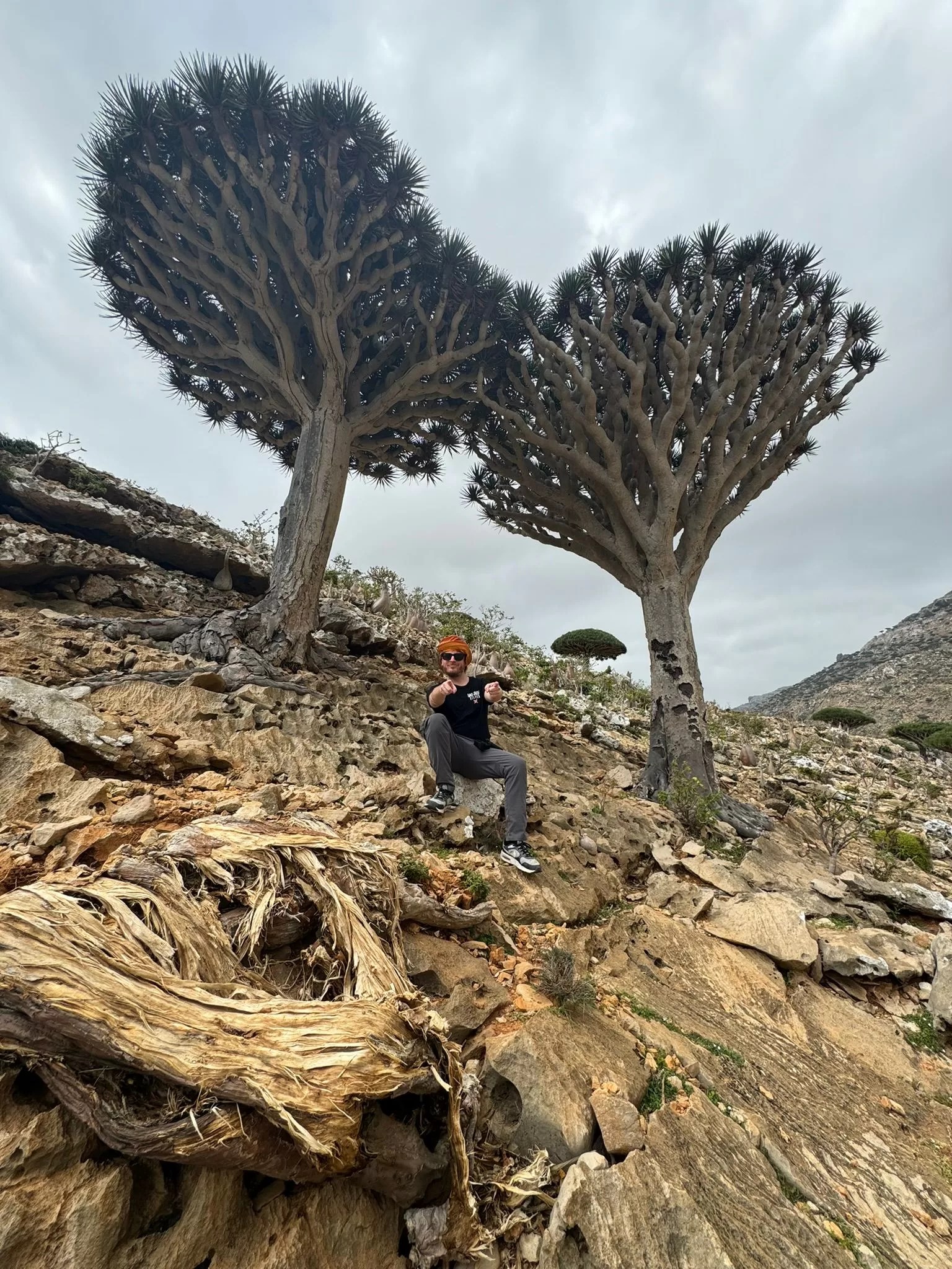 Dragon's blood trees