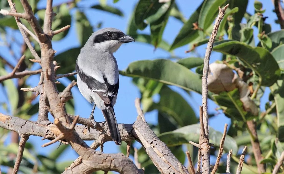 Socotra Grey Shrike
