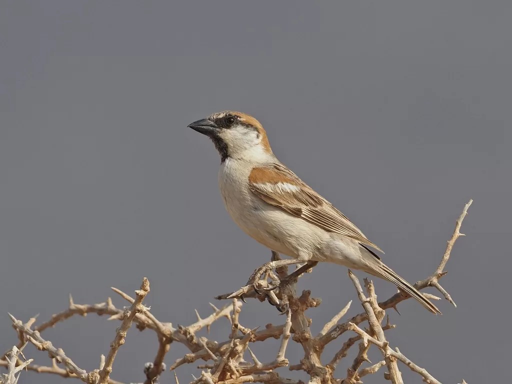 Abd al-Kuri Sparrow
