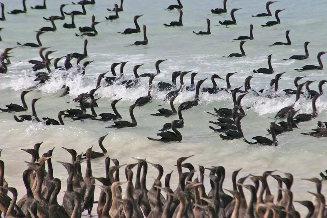 Waders and waterbirds