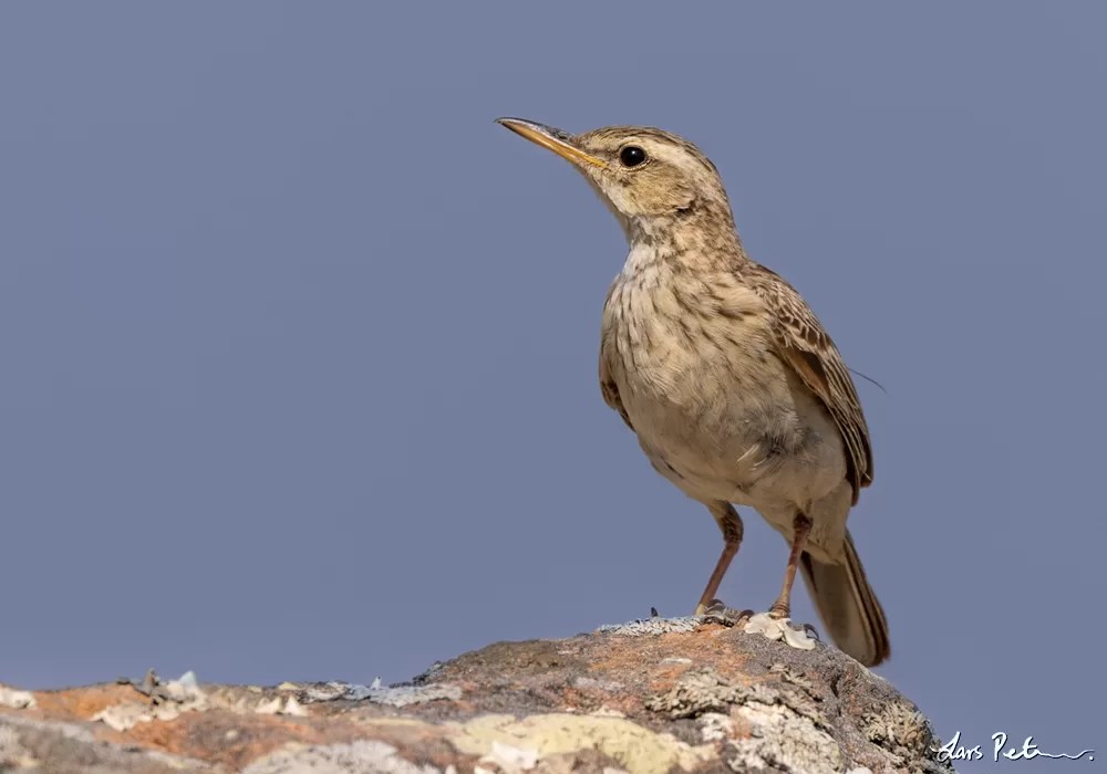 Long-billed Pipit