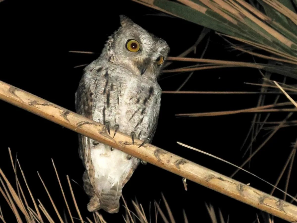 Socotra Scops Owl