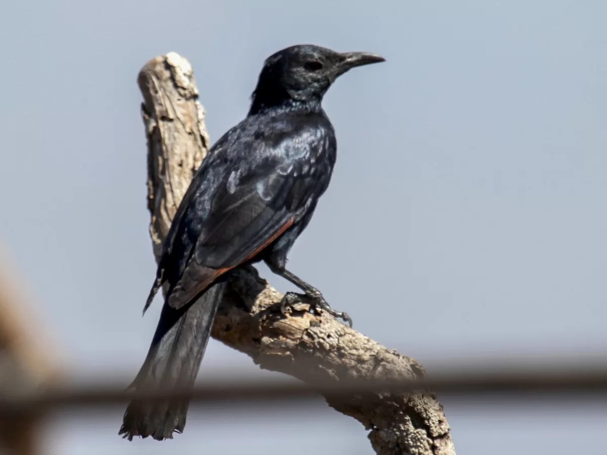 Socotra Starling