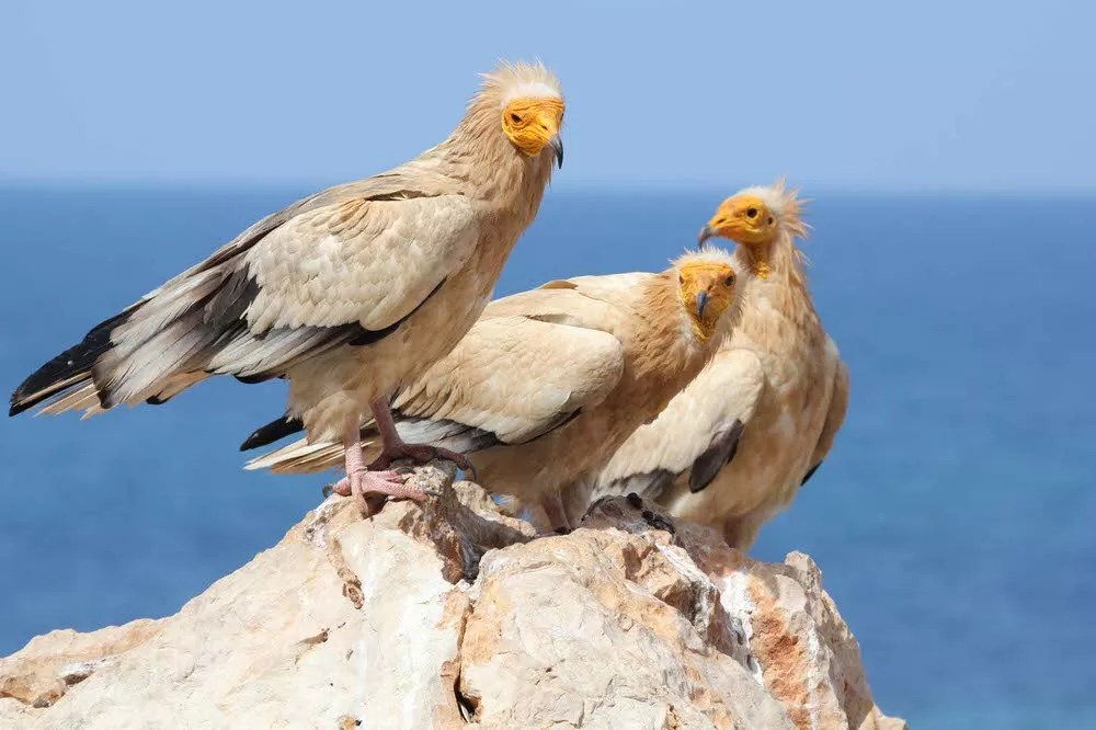 Egyptian Vultures