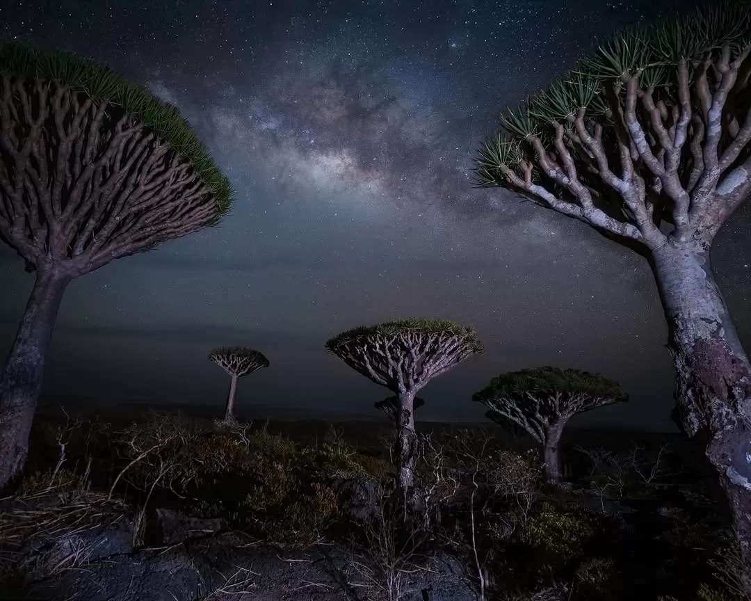 The Dragon's Blood Tree 