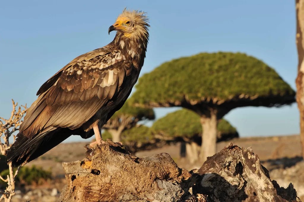 A Haven for Birdwatchers