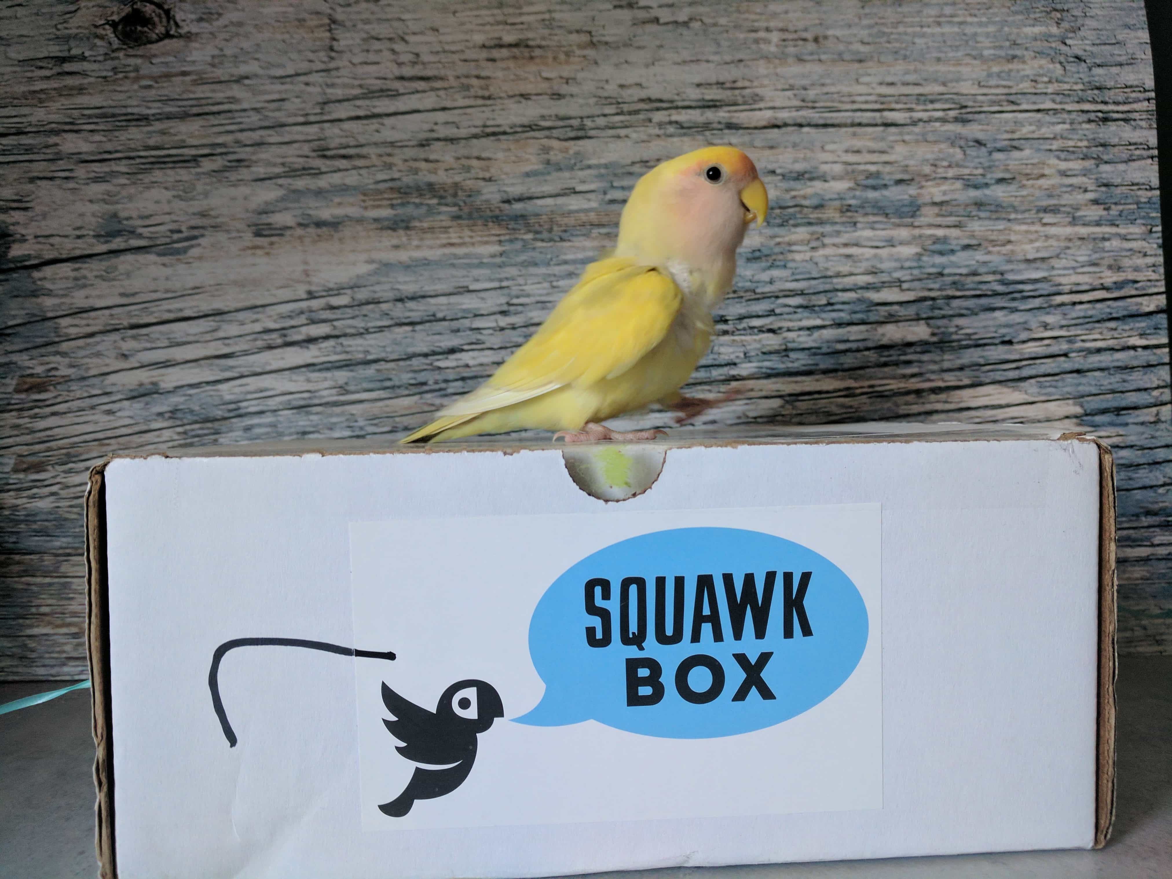 Squawk Box Subscription Box For Birds - Dark Background Collection - Desktop Quality