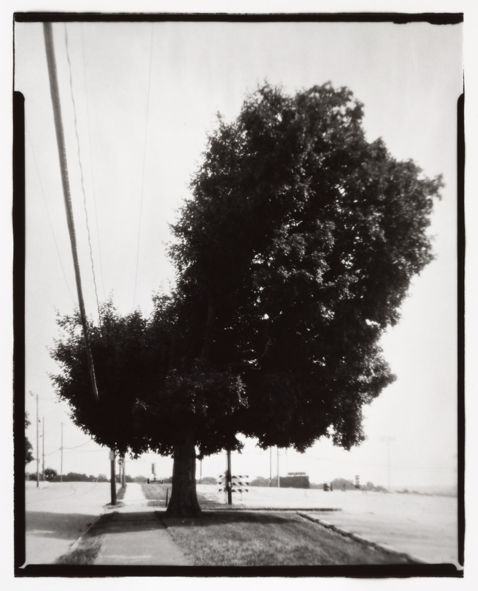 Tree, Green Street