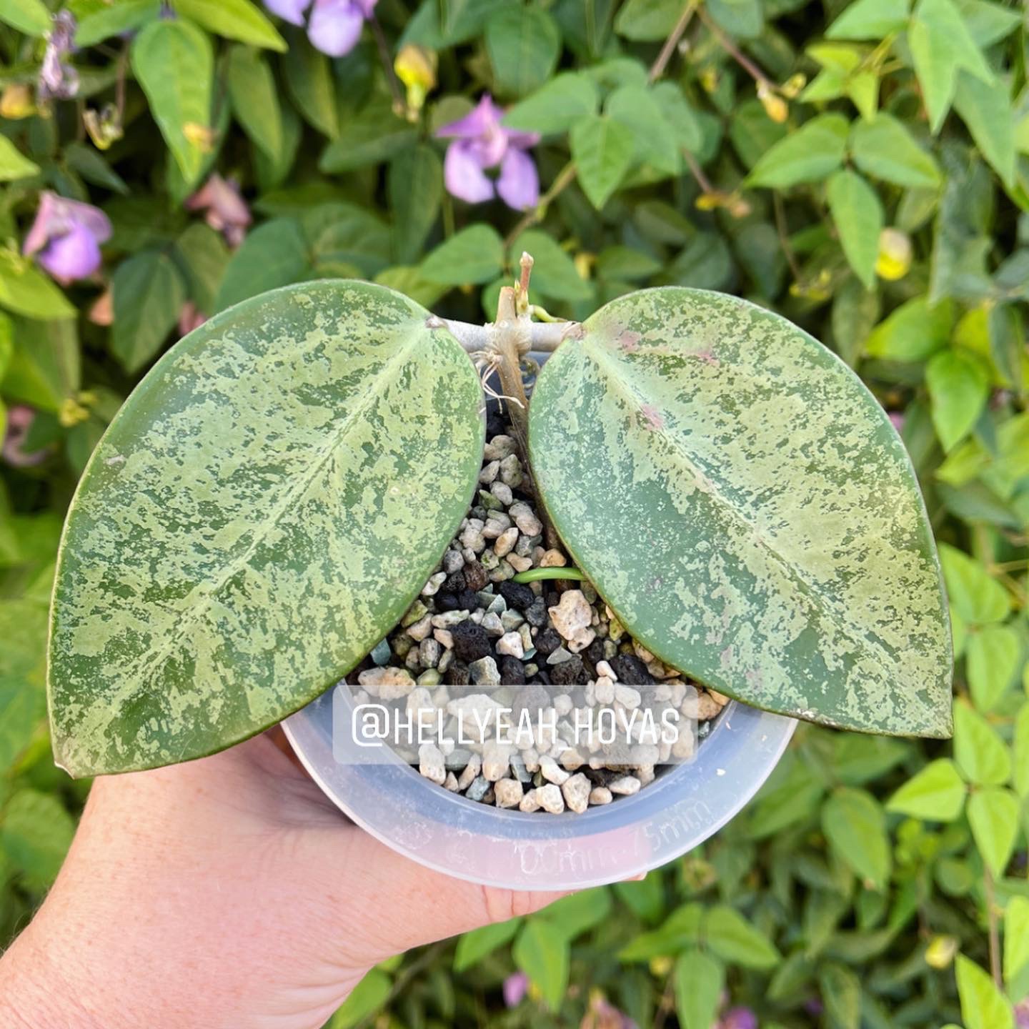 Hoya Rime Splash