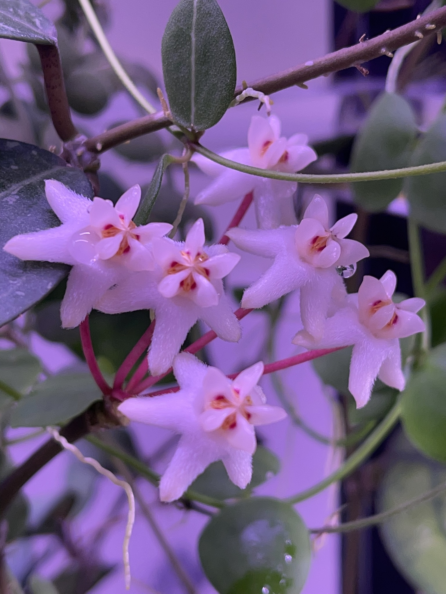 Hoya Elliptica Bloom