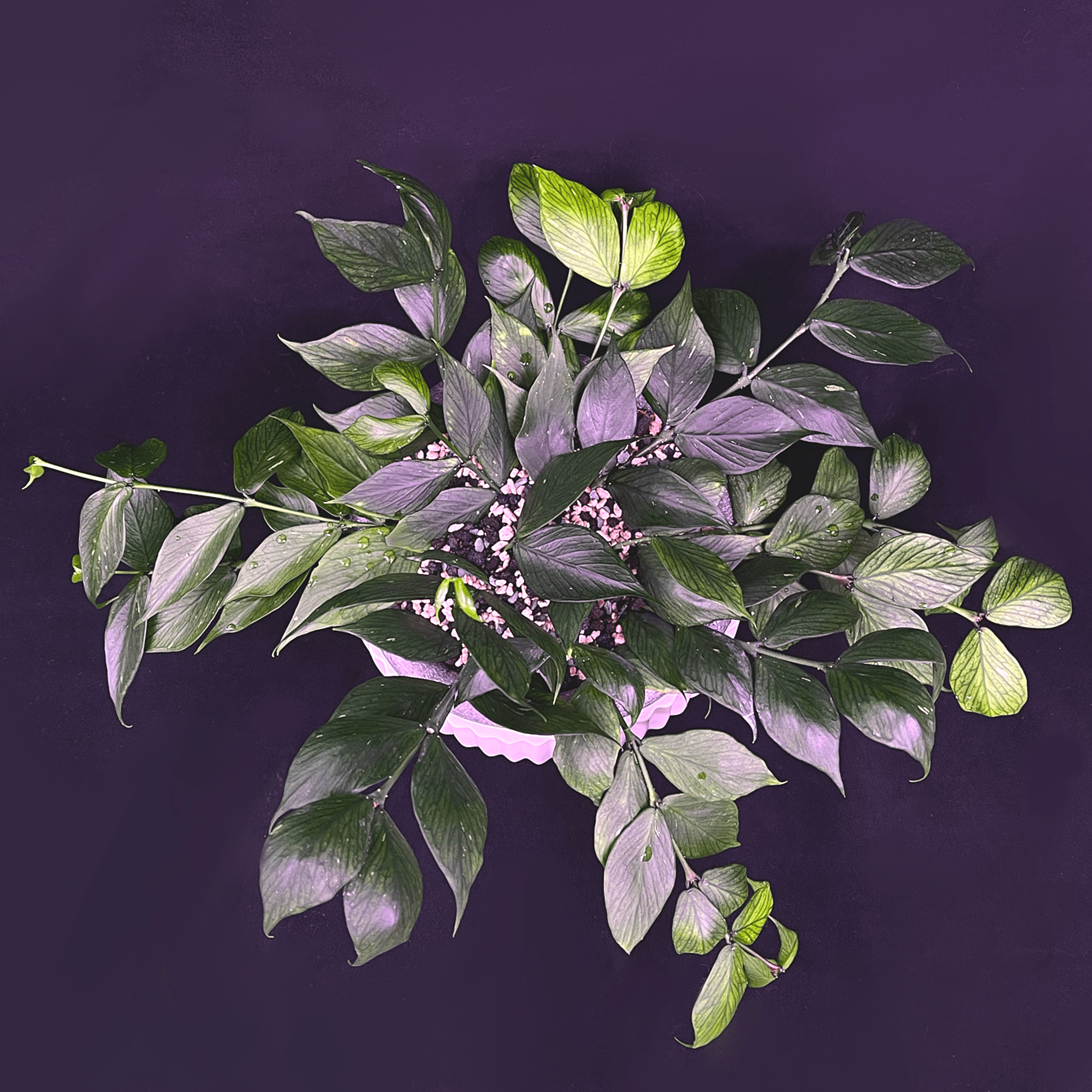 Hoya Polyneura
