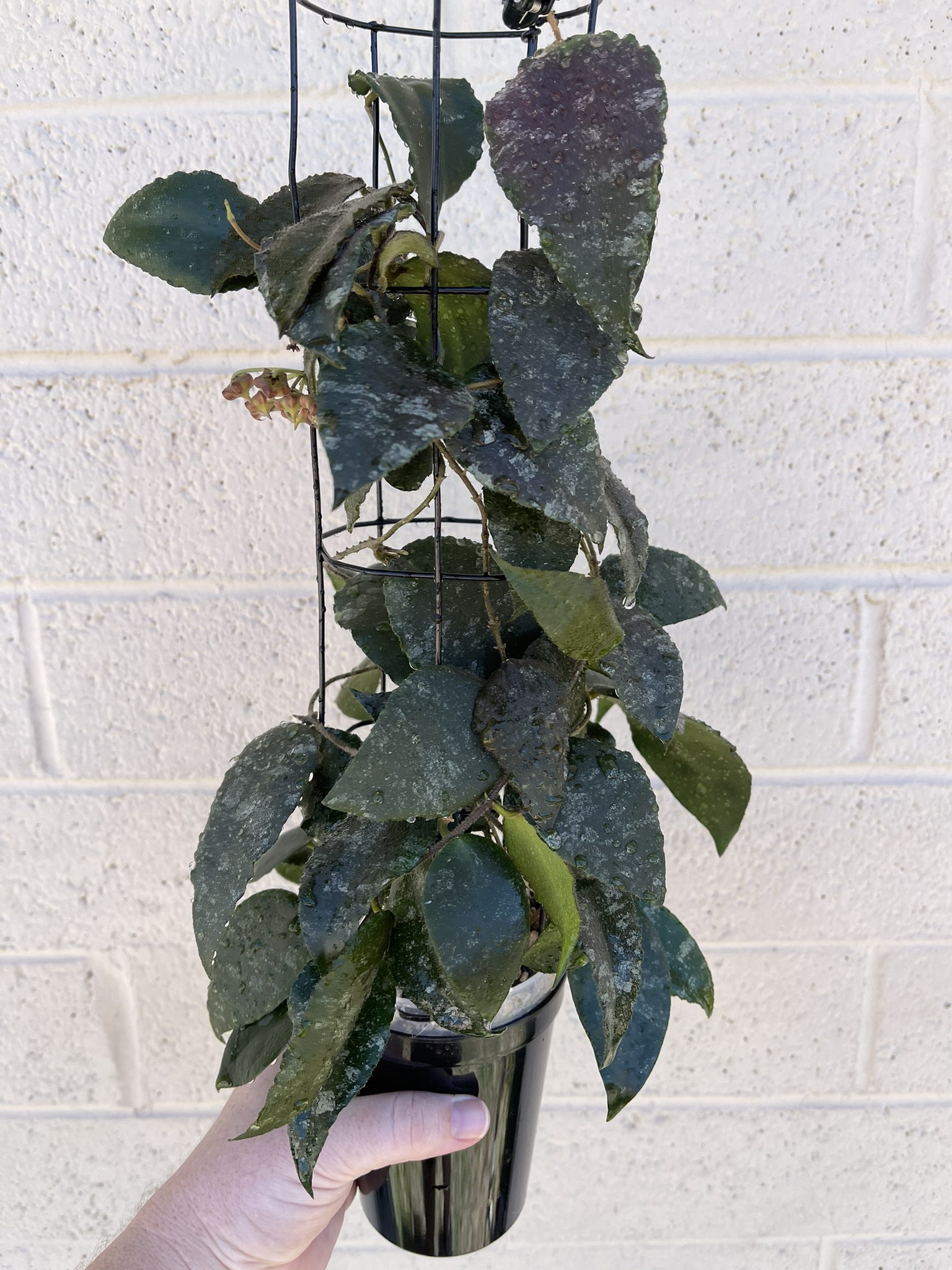 Hoya sp aff Caudata