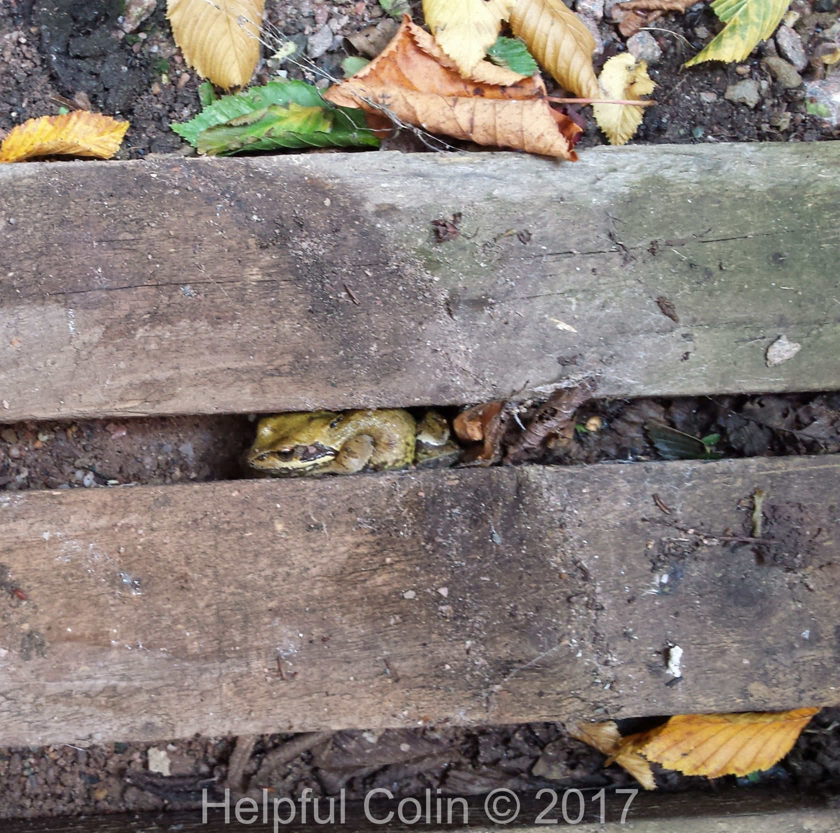 Common Toad Hiding