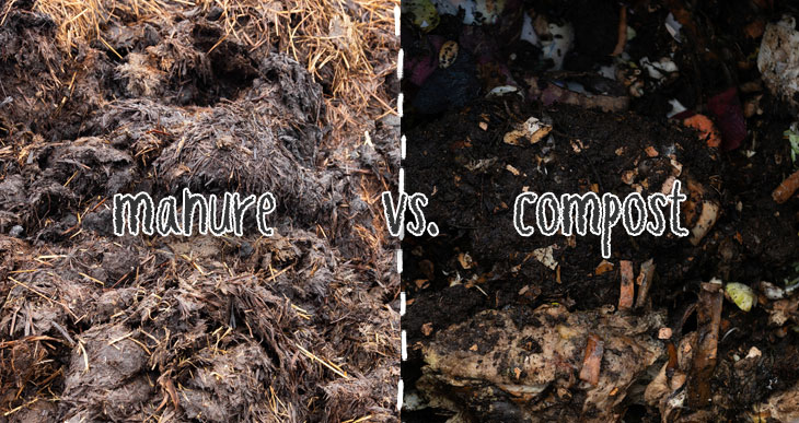 Compost vs manure (complete guide!)