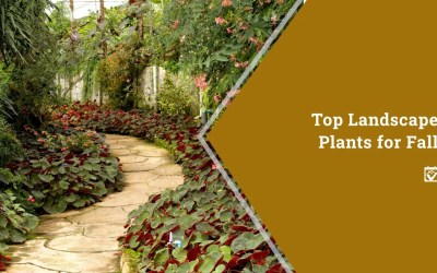 Top Landscape Plants for Fall