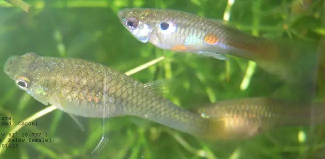 North American Native Fishtanks Mosquitofish And Allies Livebearers Of The Genus The fry would probably not even develop if you managed to artificialy.