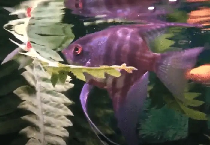 Angelfish And Cherry Shrimp Angelfish Forum 209654 Will Angelfish Eat Shrimp.