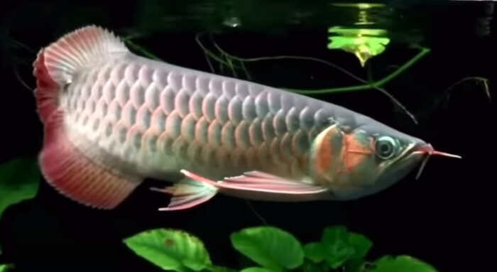 My Ba Arowana Not Eating Food Monsterfishkeepers Start date Nov 27 2011.