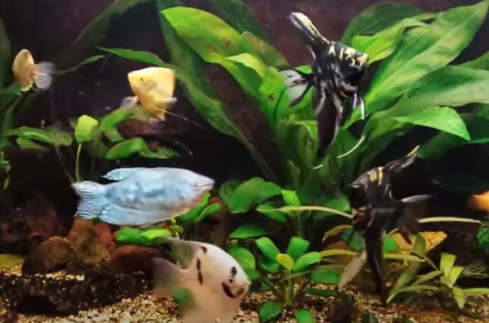 Gouramis And Angels My Aquarium Club But it would help if you always watch how they interact to be alert of any aggressive action that might happen.