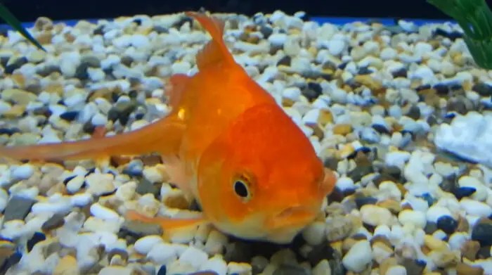 Can Goldfish Live Alone True Aquarium To answer the question.