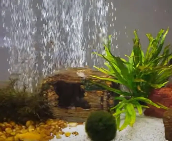 Why Is My Goldfish Gasg For Air What Should I Do A study conducted by jonathan lovell at plymouth university found that some fish can be successfully trained to swim toward a particular sound.