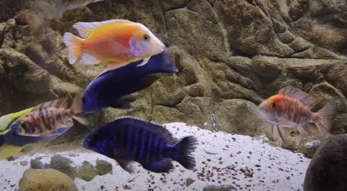 Oscars Fighting How Can You Stop It Coolfish Work Limit The number of males. Oscars Fighting How Can You Stop It Coolfish Work Home Uncategorized how to stop cichlid bullying.