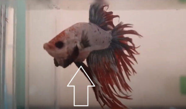 Has my betta got constipation or dropsy? find out here