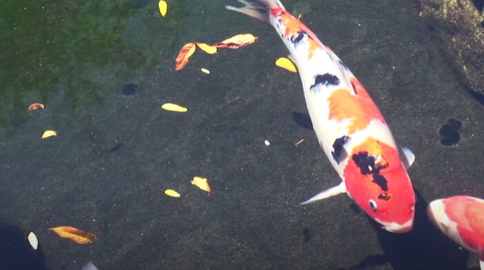 Why Is My Koi Swimming Upside Down Sideways Pond Informer 