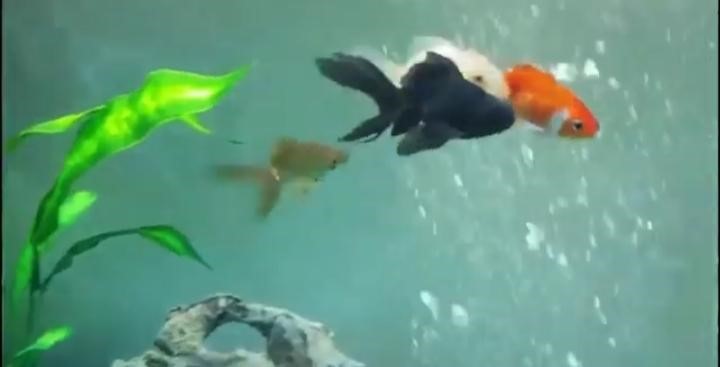 Cool My Lovely Red Cap Oranda Cool And Funny Teacup Pigs Micro Pigs Red Cap The common goldfish are often confused with comet goldfish a distinct breed.