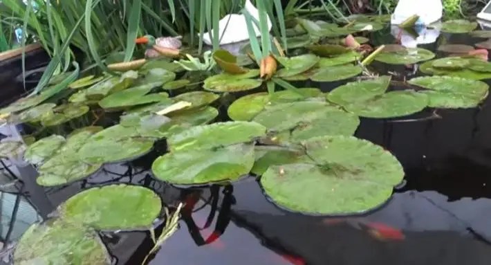 Shop Category Ebay Backyard Water Feature Pond Landscag Ponds Backyard Currently has one diffuser in the middle of the pond and a 46 cfm compressor.