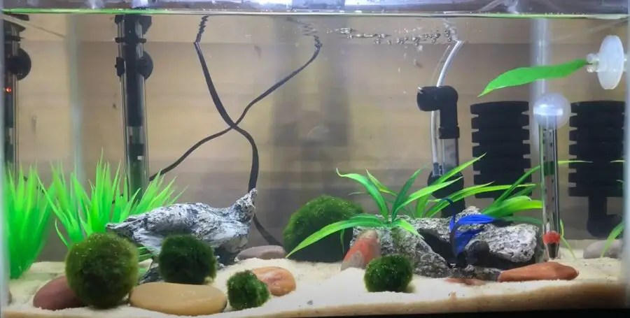 What temperature do goldfish like? temperature shock symptoms