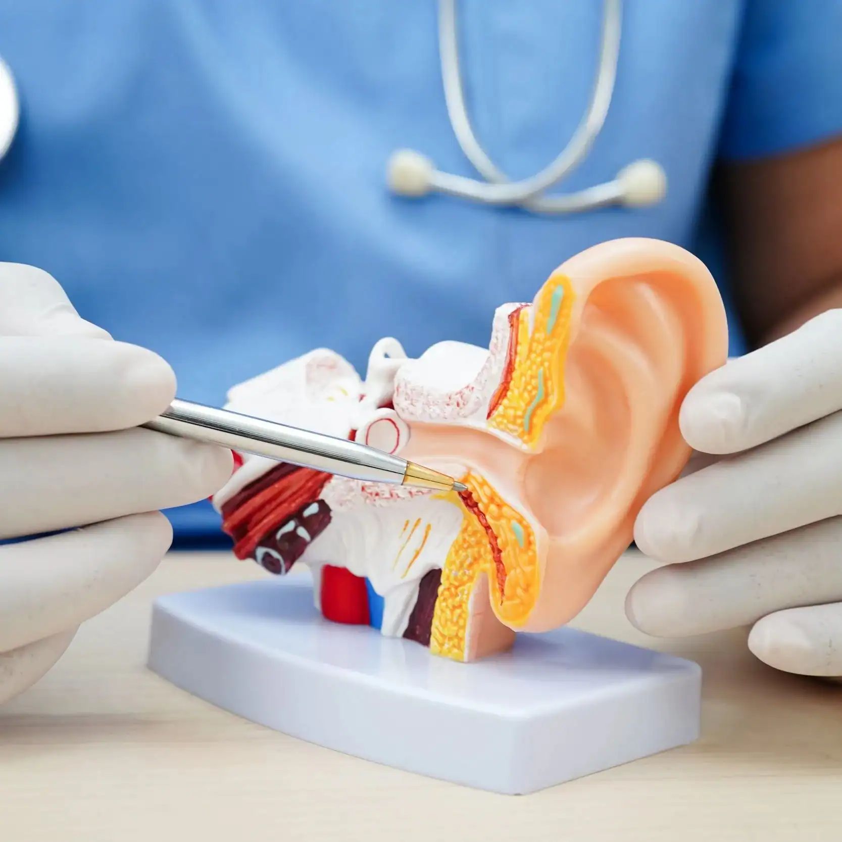 Audiologist Holding Ear Model