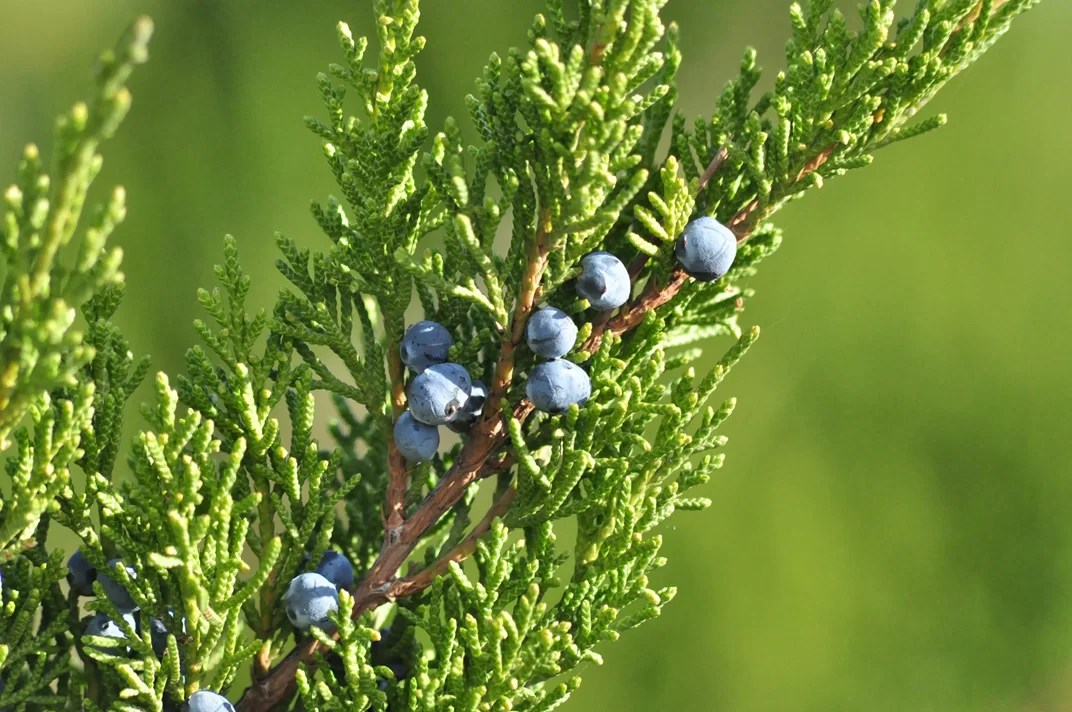 juniper blue and beautiful