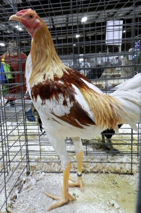 Learn more about the color blue and its status as a primary color as well as how to create different shades and discover complementary colors. Henblog Hencam A Chicken Keeping Life Page 138