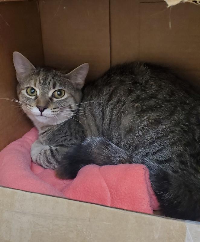 Henderson county animal services adoption search results