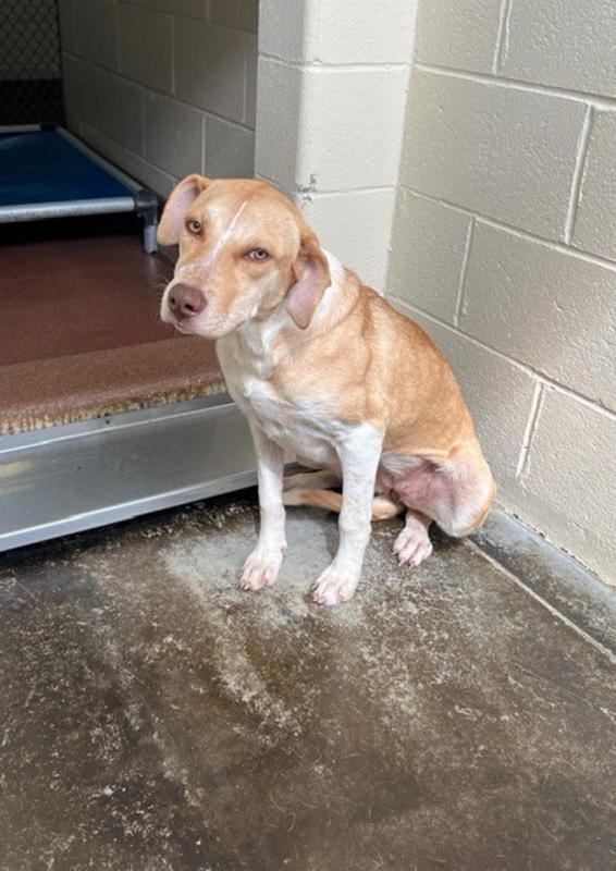 Henderson county animal services adoption search results