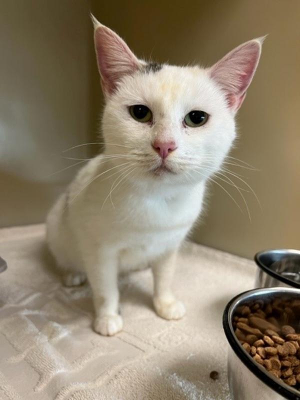 Henderson county animal services adoption search results