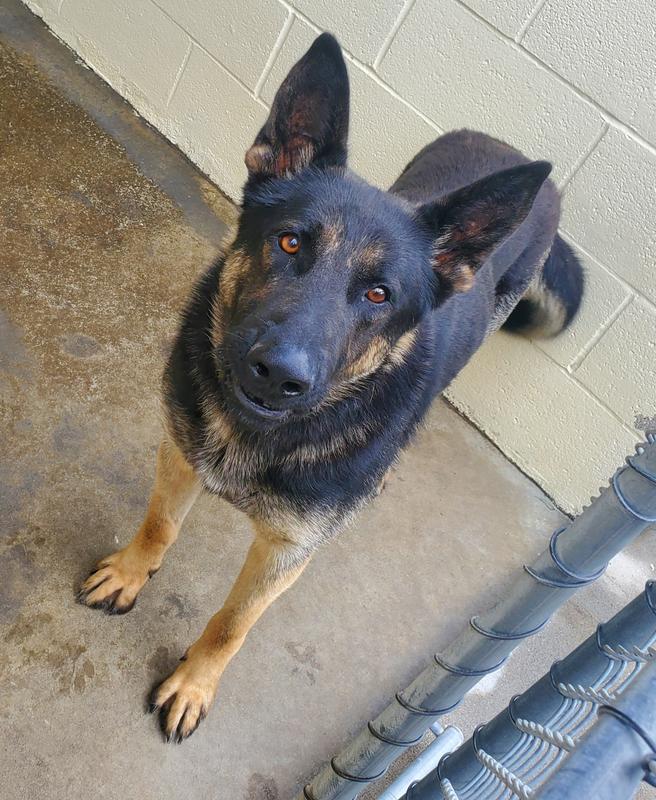 Henderson county animal services adoption search results