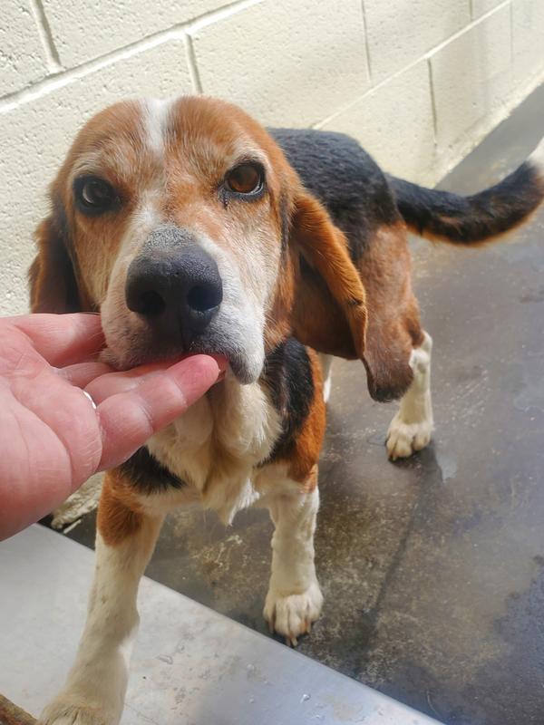 Henderson county animal services adoption search results