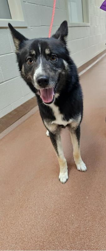 Henderson county animal services adoption search results