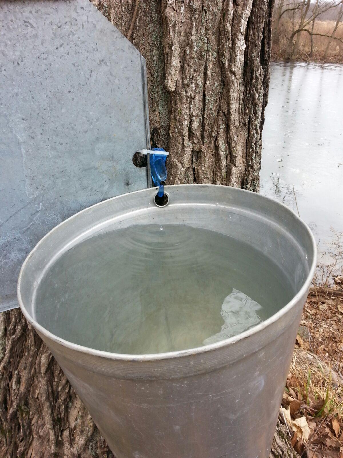 Maple Syrup Days tree tapped sap – Hendricks County Parks & Recreation