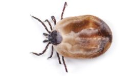 angie 2