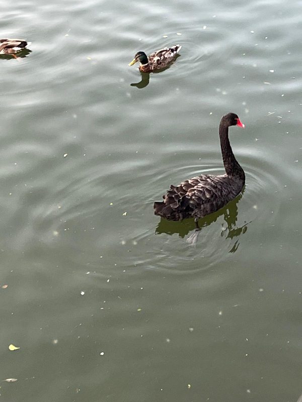 A black swan and a mallard
